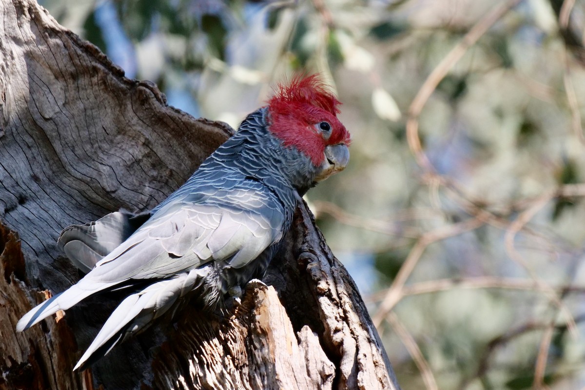 Gang-gang Cockatoo - ML611922271