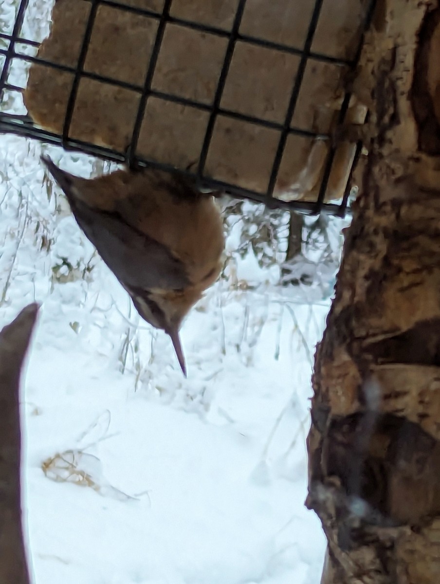 Red-breasted Nuthatch - David Hejna