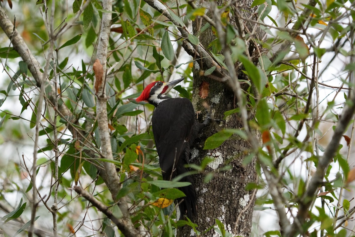 Pileated Woodpecker - ML611922331