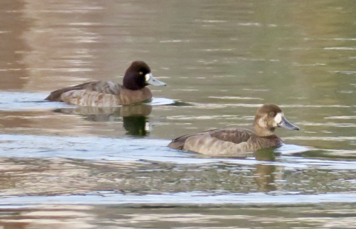 Greater Scaup - ML611922337