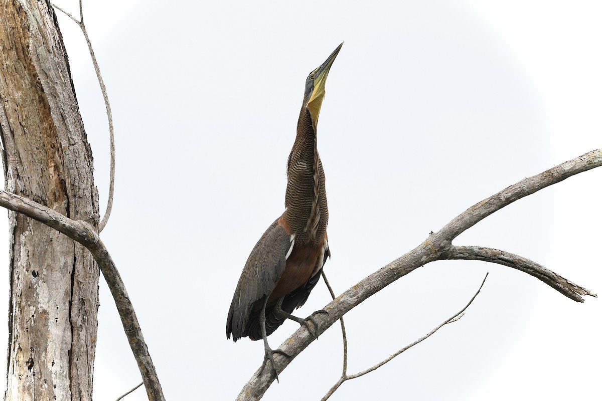 Bare-throated Tiger-Heron - L.Vidal Prado Paniagua