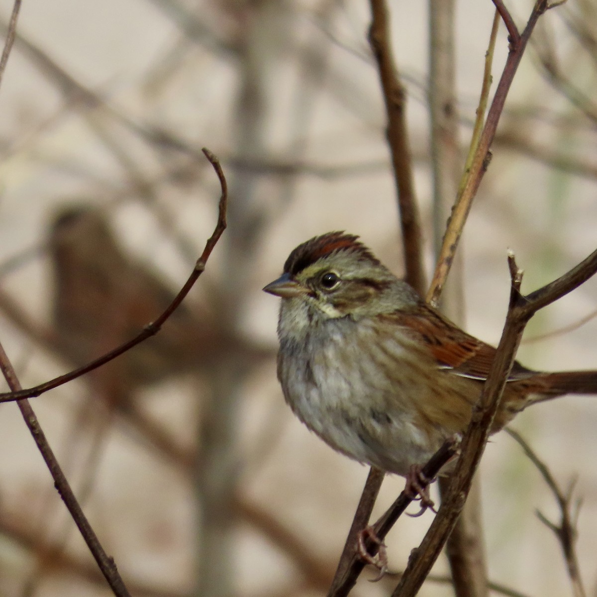 Swamp Sparrow - ML611922468