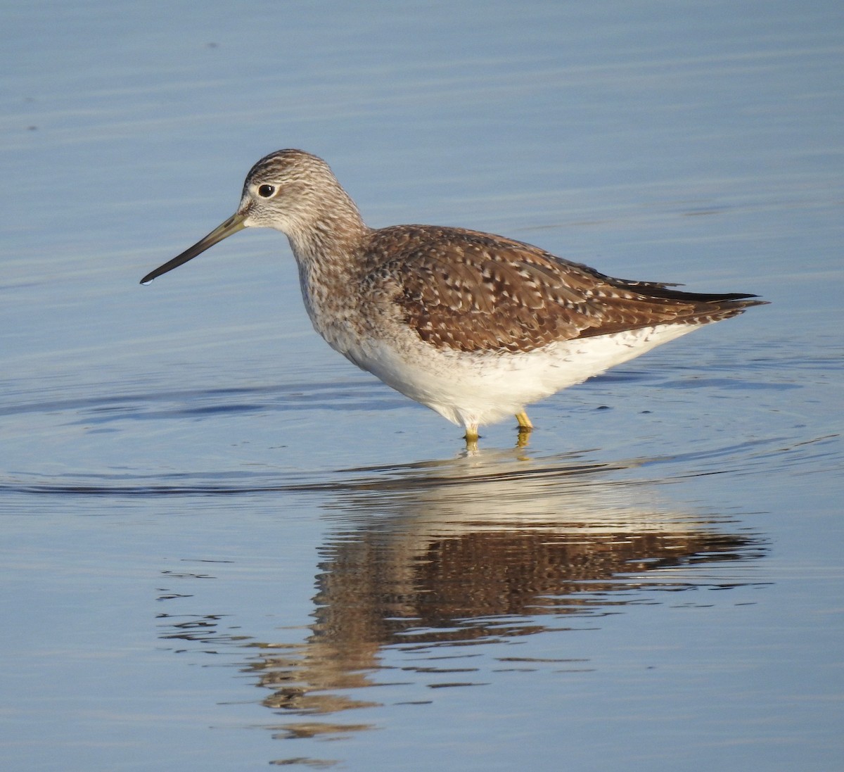 Greater Yellowlegs - ML611922542