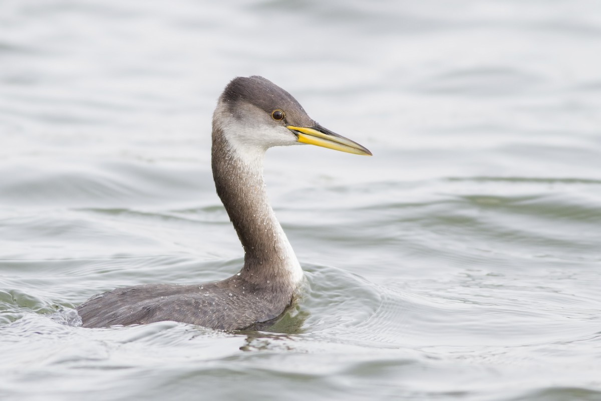 Red-necked Grebe - ML61192271