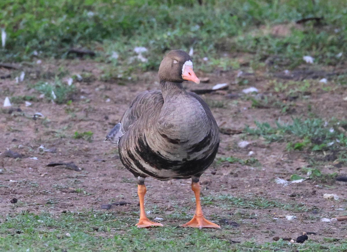 Greater White-fronted Goose - ML611922856