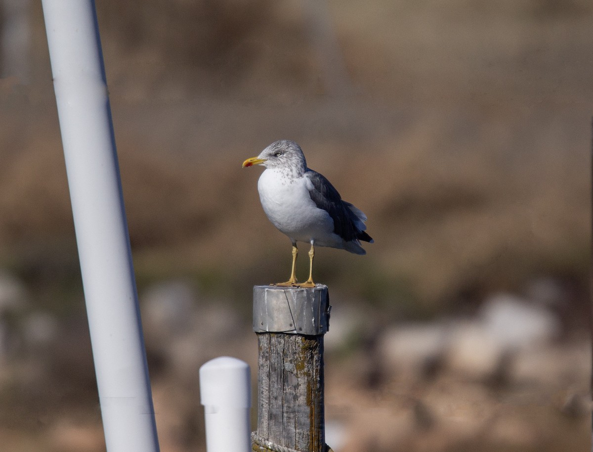 Lesser Black-backed Gull - ML611922858