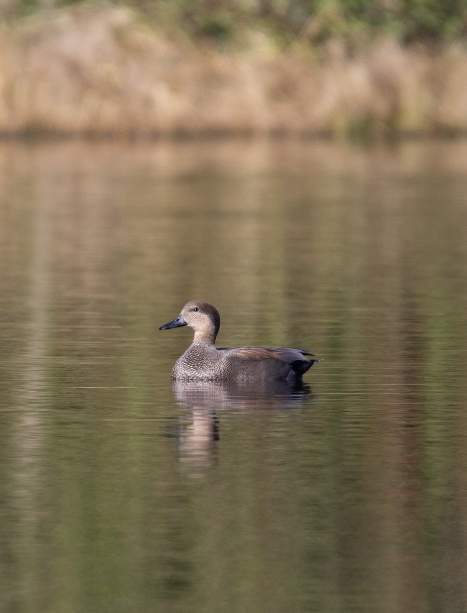 Gadwall - ML611922947