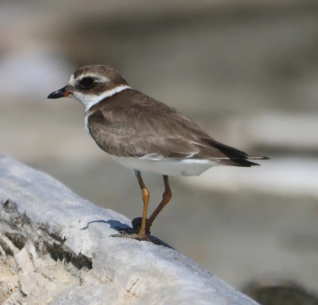 Semipalmated Plover - Jorge Alcalá