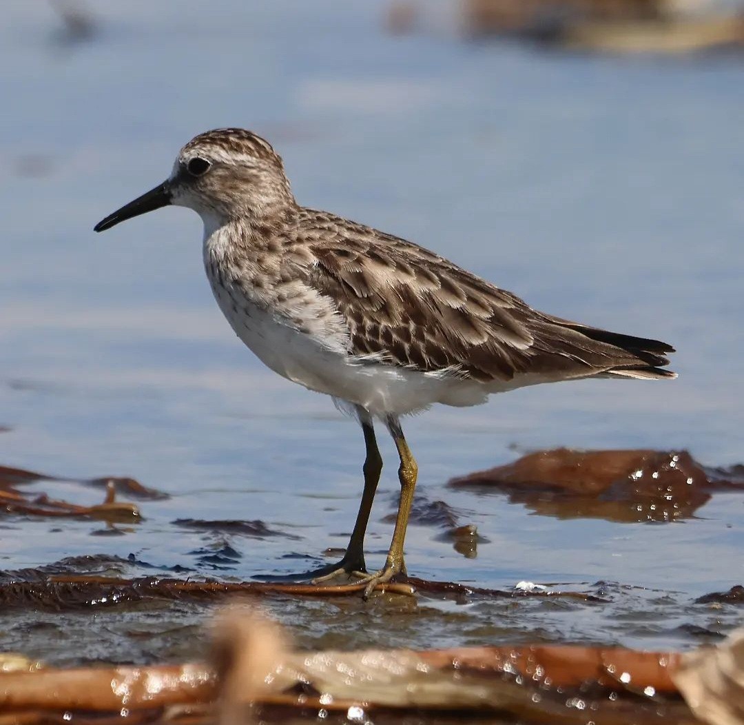 Least Sandpiper - Jorge Alcalá