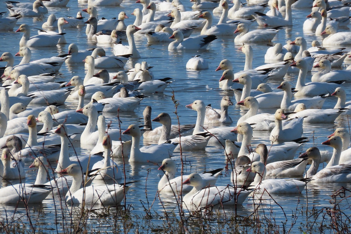 Snow Goose - ML611923208