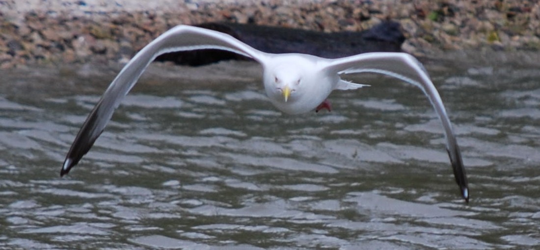 Herring Gull - ML611923268