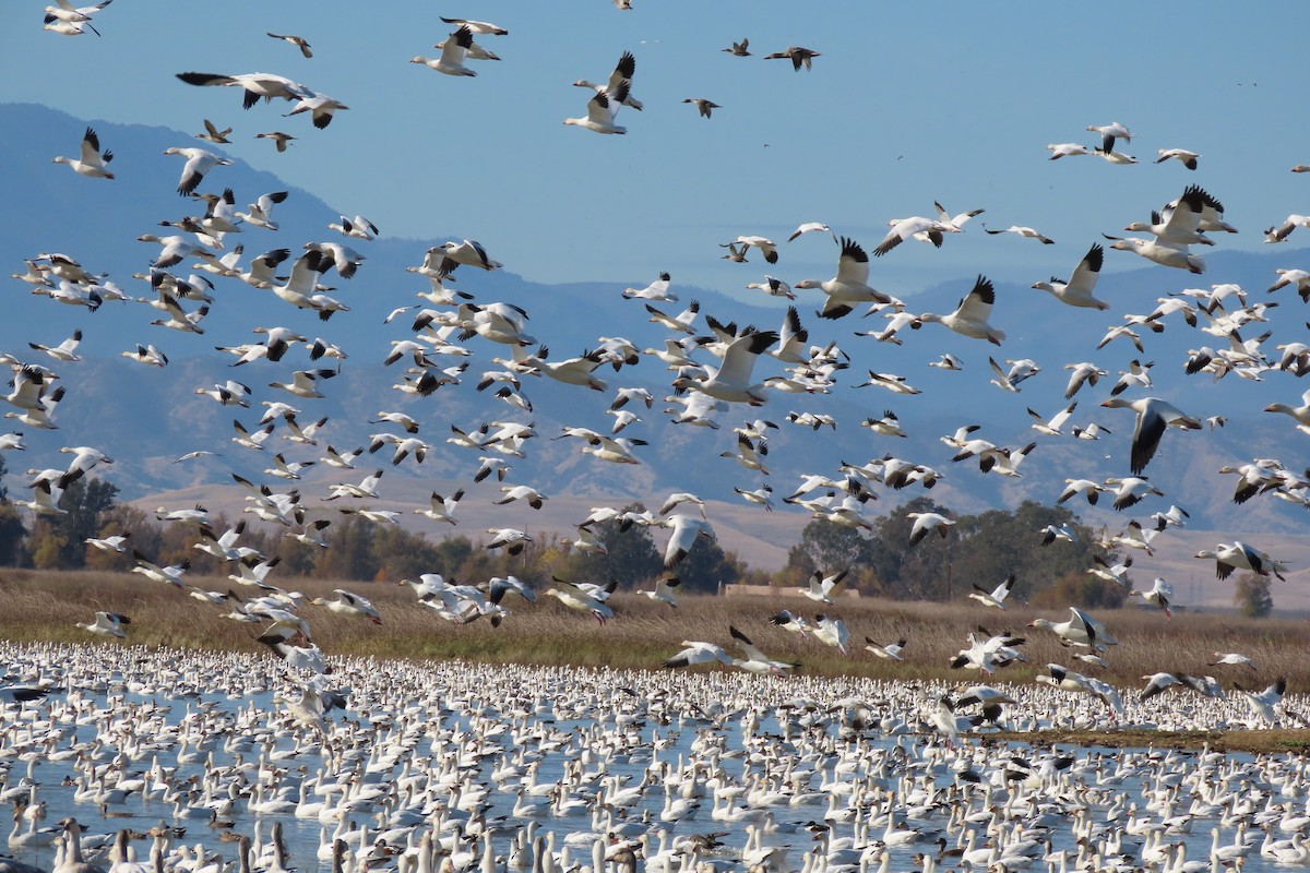 Snow/Ross's Goose - ML611923333