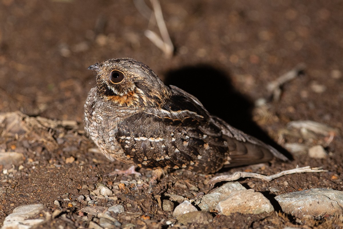 Little Nightjar - Raphael Zulianello