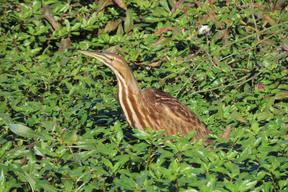 American Bittern - Larry Siemens