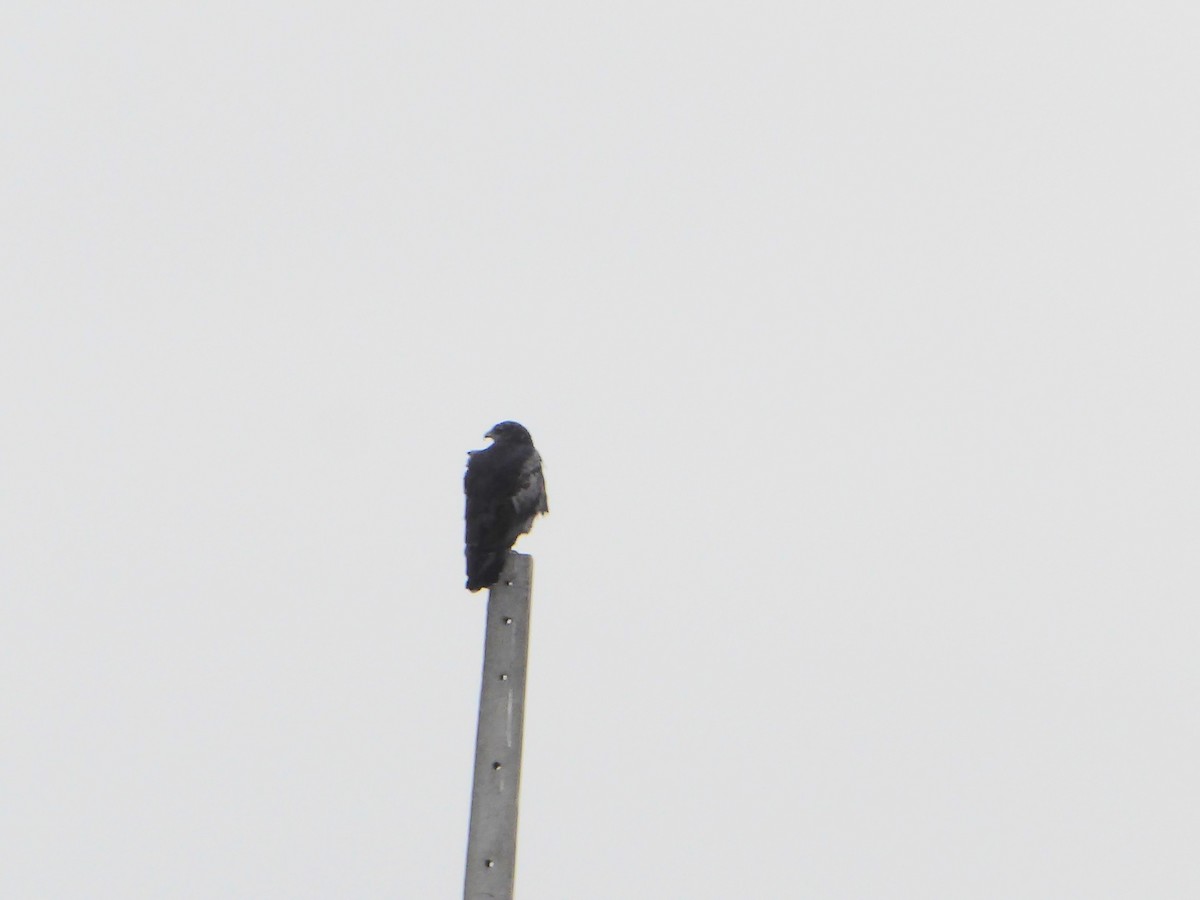 Black-chested Buzzard-Eagle - ML611923546