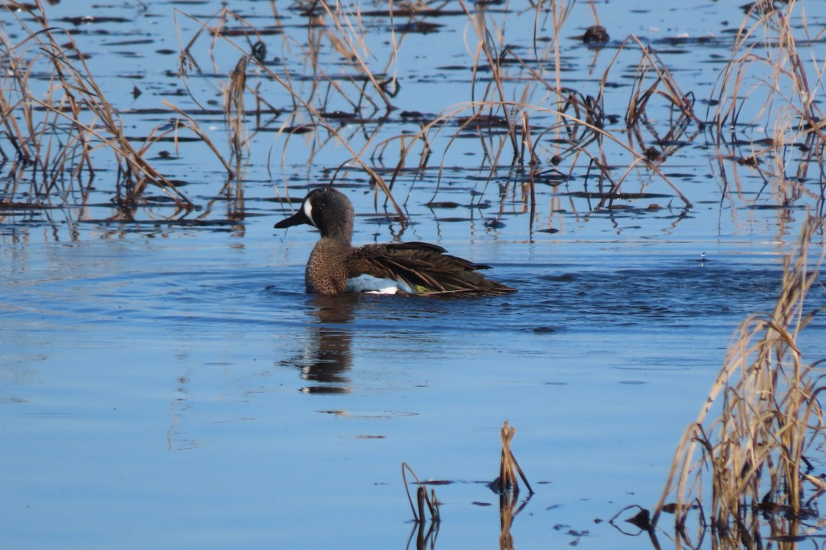 Blue-winged Teal - Larry Siemens