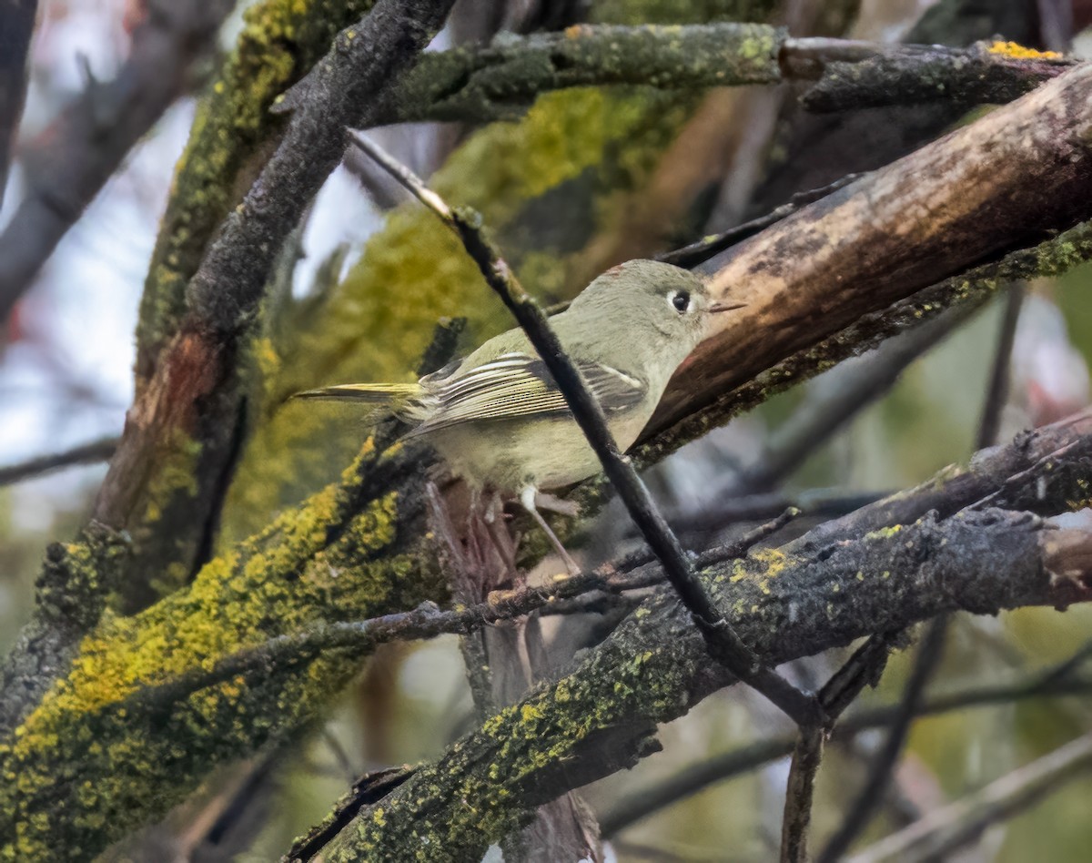 Ruby-crowned Kinglet - ML611923602