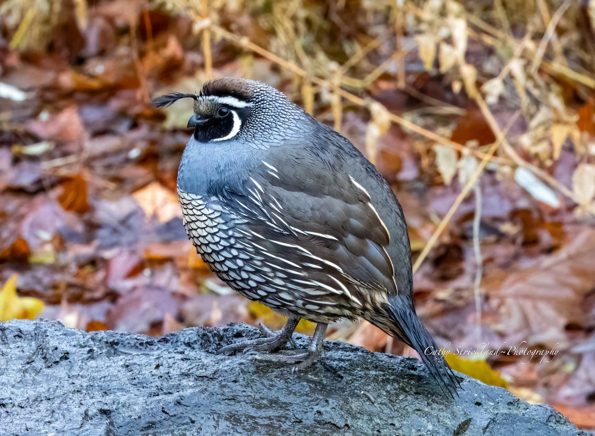 California Quail - ML611923618