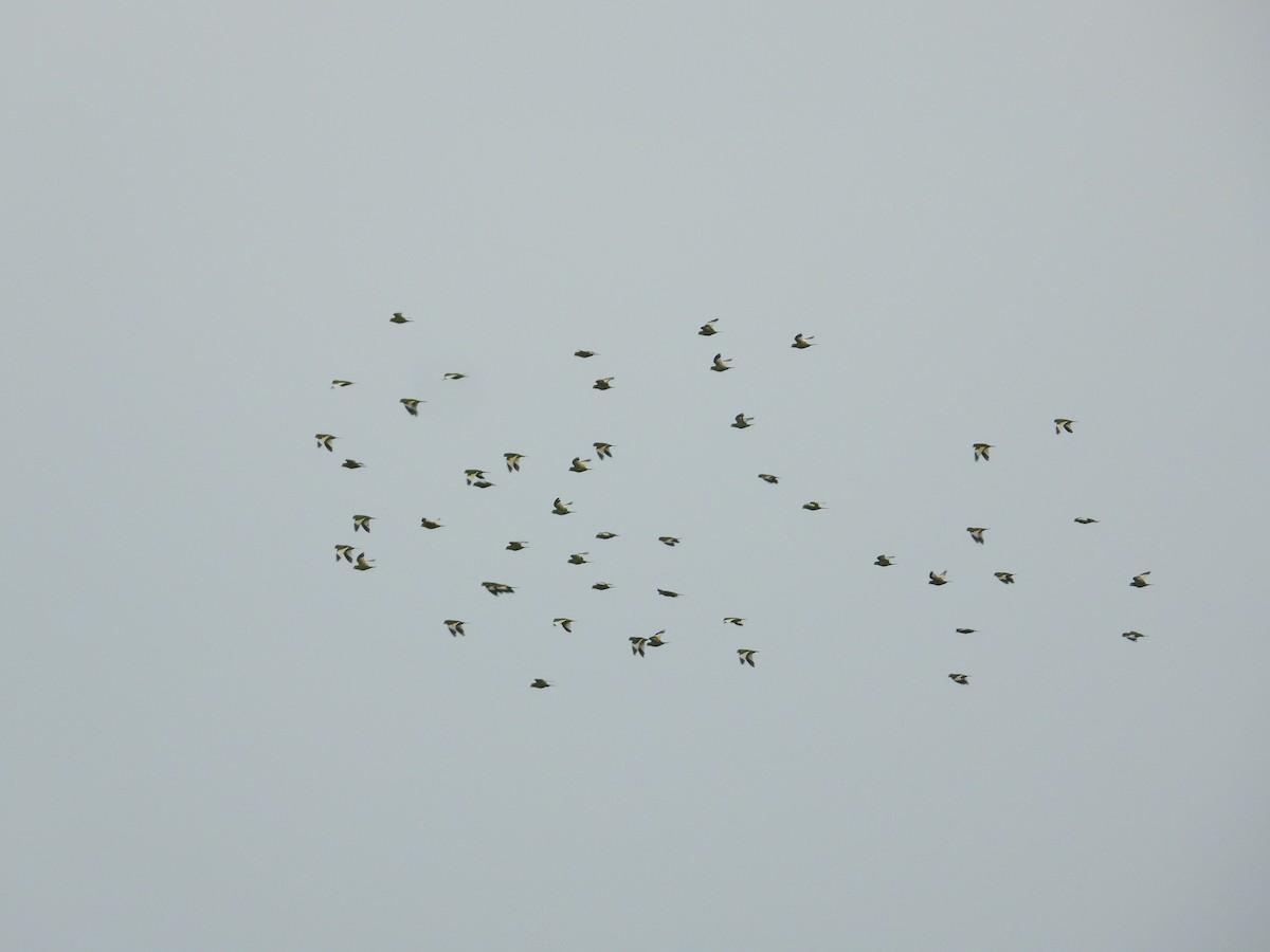 White-winged Parakeet - ML611923627