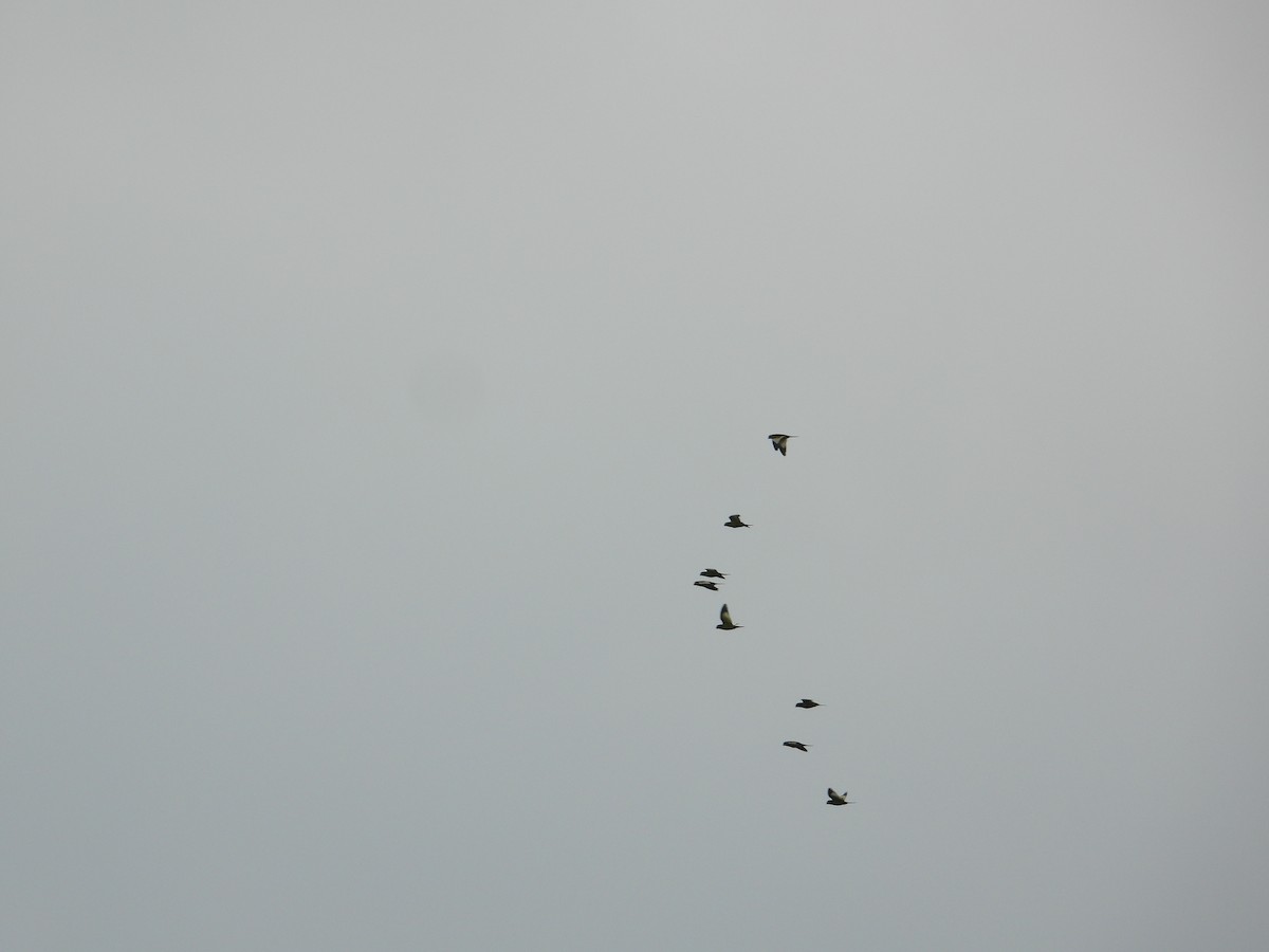 White-winged Parakeet - ML611923628