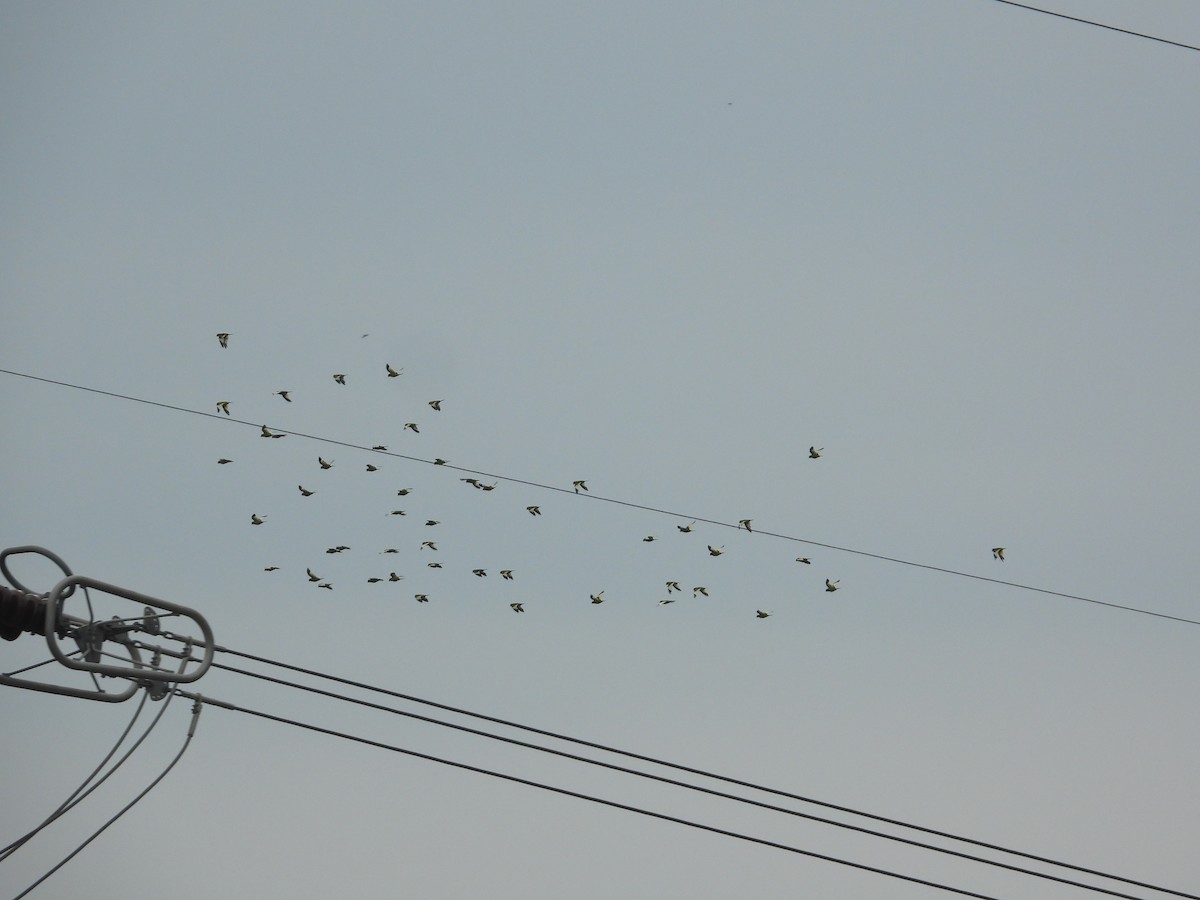 White-winged Parakeet - ML611923629