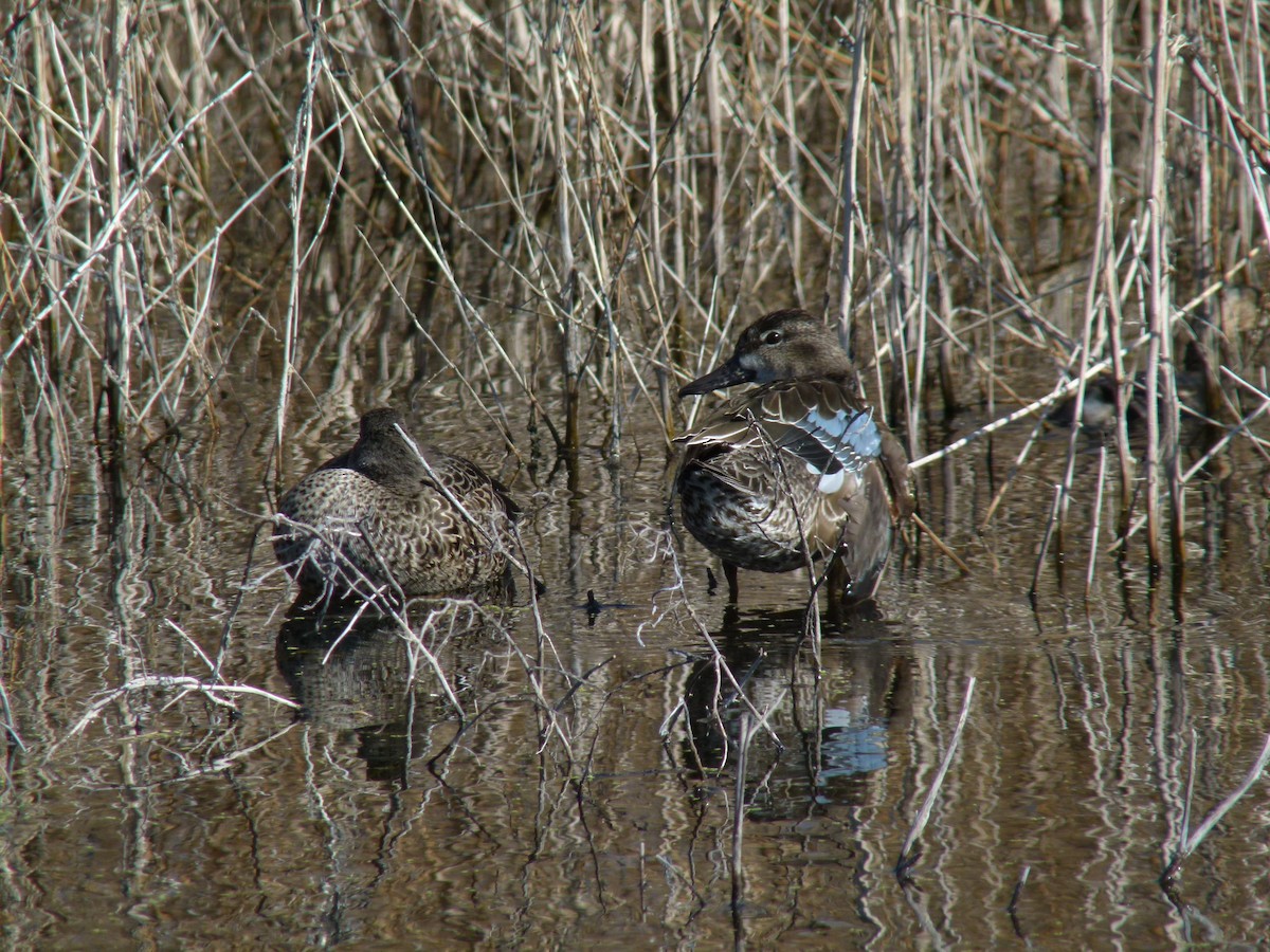 Blue-winged Teal - ML611923661
