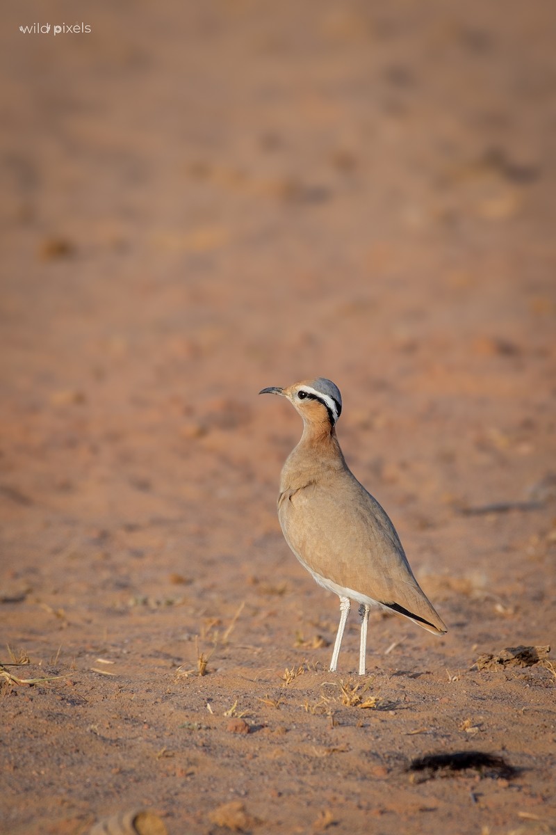 Cream-colored Courser - ML611923687