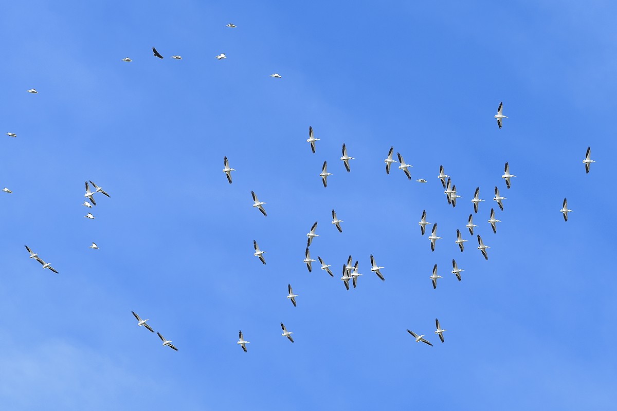 American White Pelican - L.Vidal Prado Paniagua