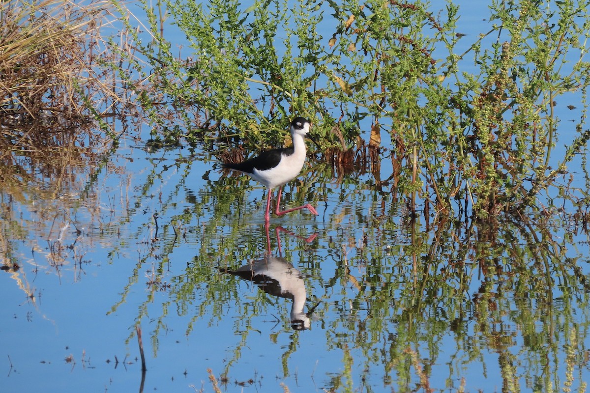 Black-necked Stilt - ML611923738