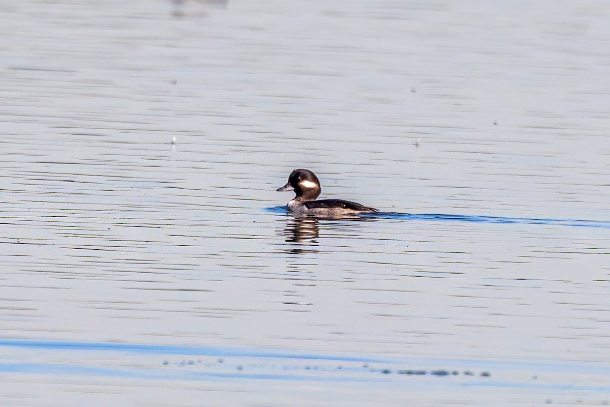 Bufflehead - Bryan Cotter