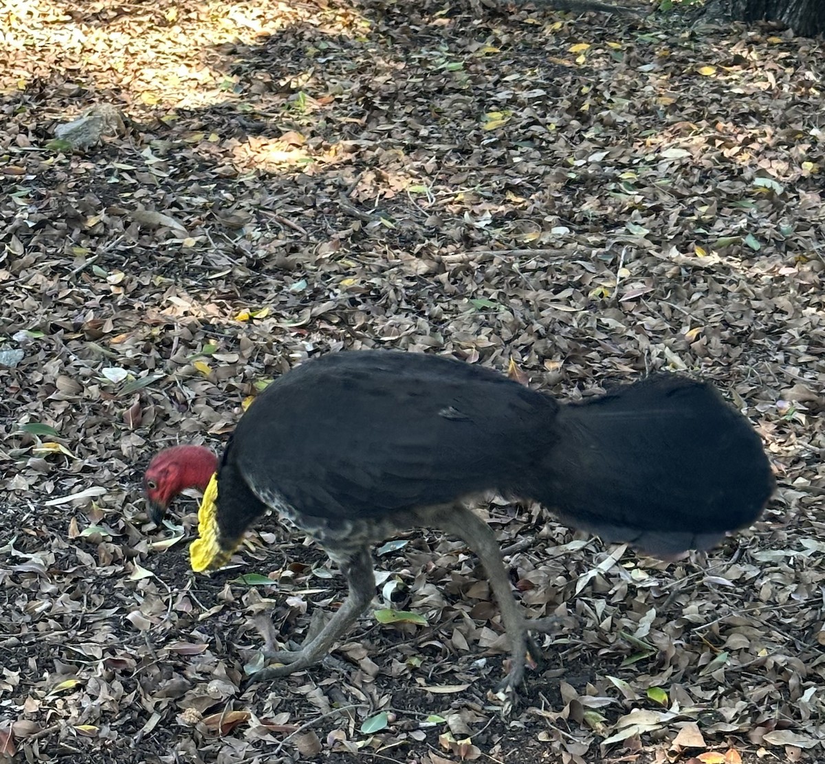 Australian Brushturkey - Alex Rossi