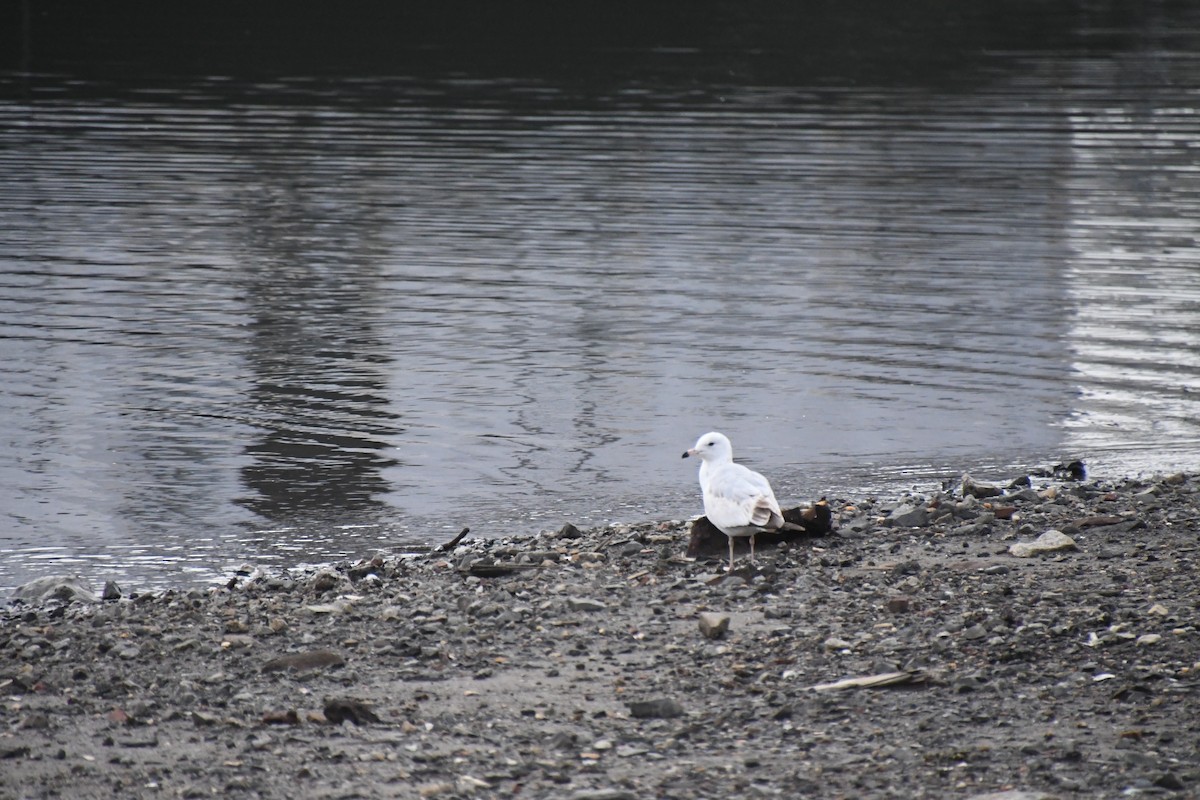 Ring-billed Gull - ML611923862