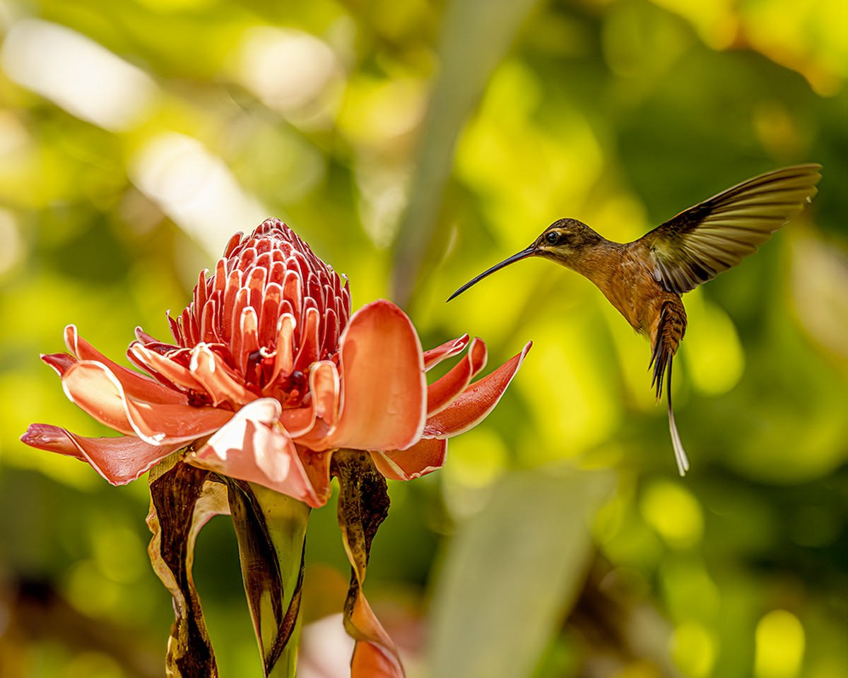 Koepckeschattenkolibri - ML611923874