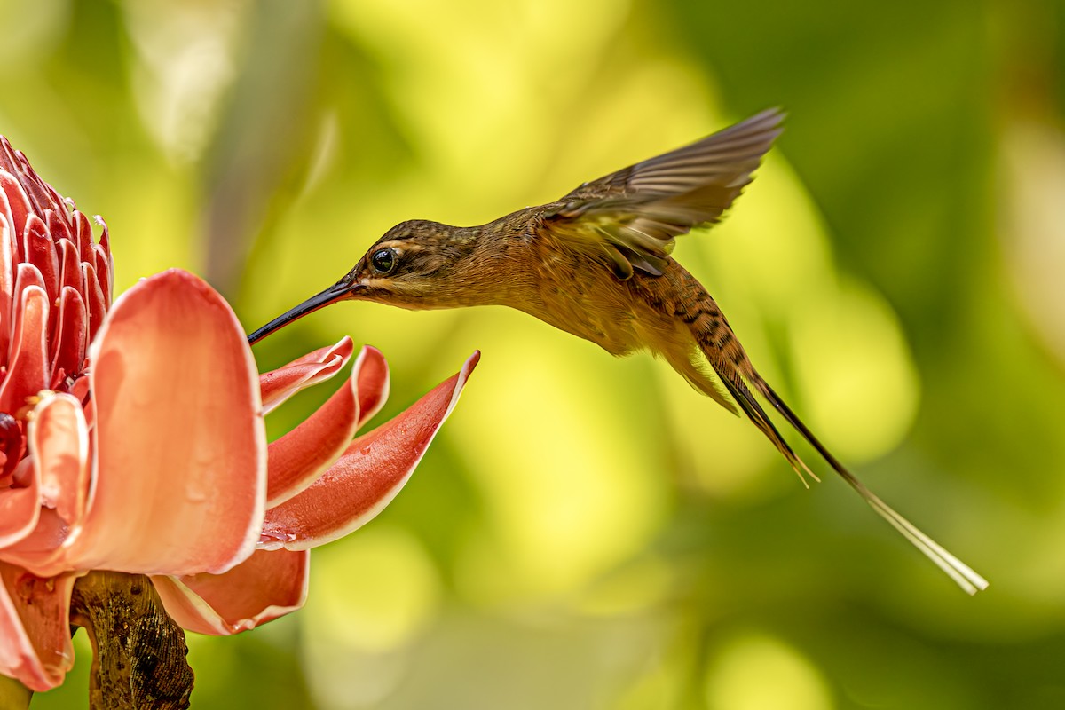 Koepckeschattenkolibri - ML611923876