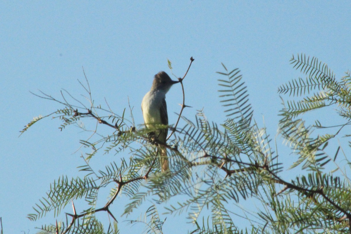 Ash-throated Flycatcher - Alexandra Edwards