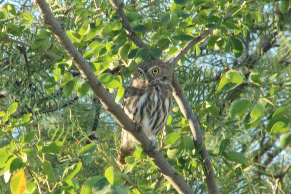 Ferruginous Pygmy-Owl - Alexandra Edwards