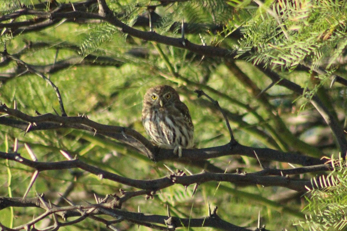 Ferruginous Pygmy-Owl - Alexandra Edwards