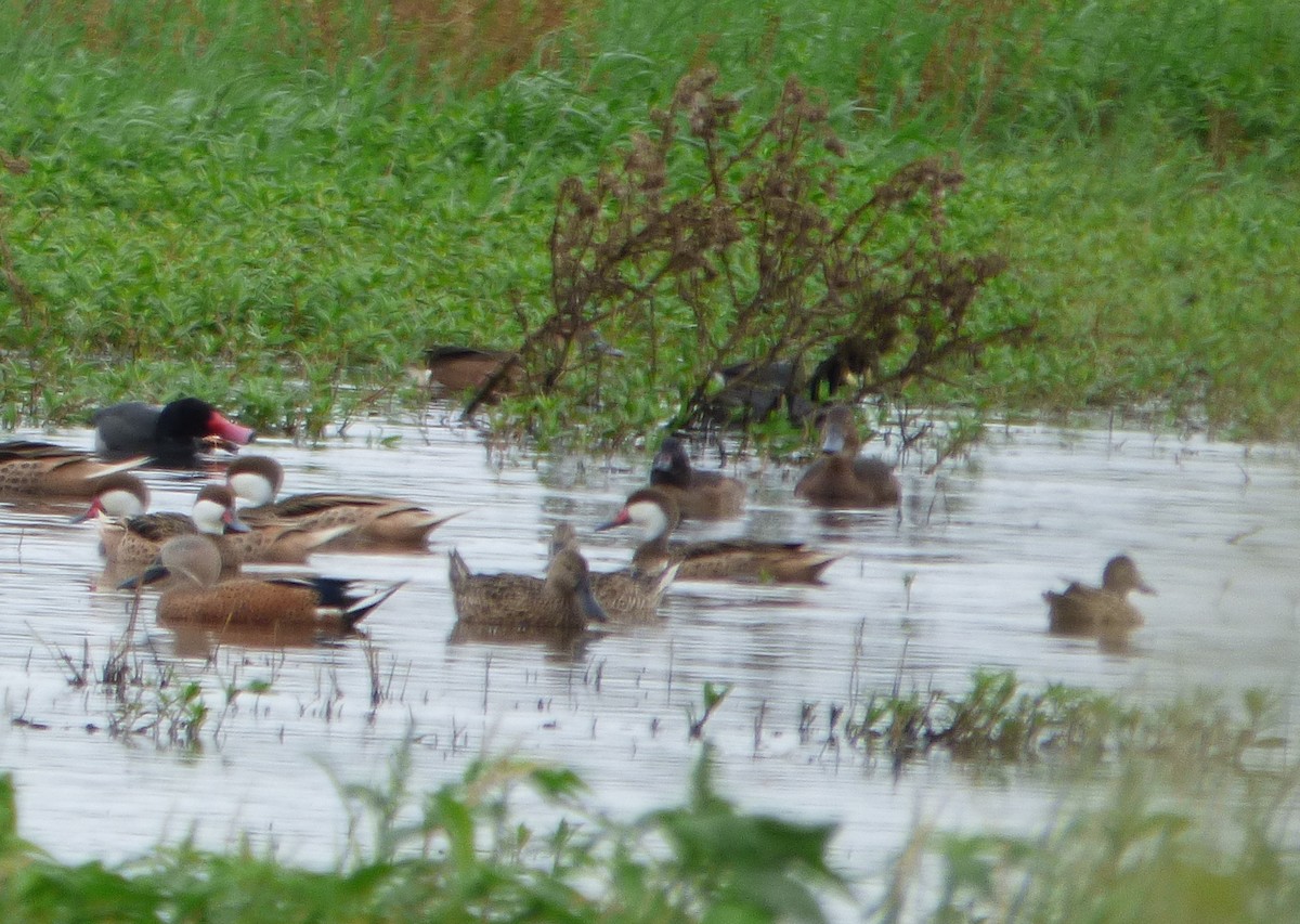 Black-headed Duck - Pablo Hernan Capovilla