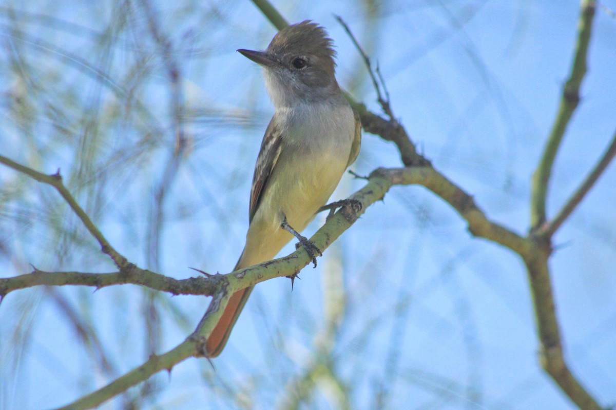 Ash-throated Flycatcher - ML611924017