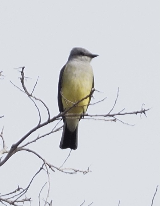 Western Kingbird - ML611924046