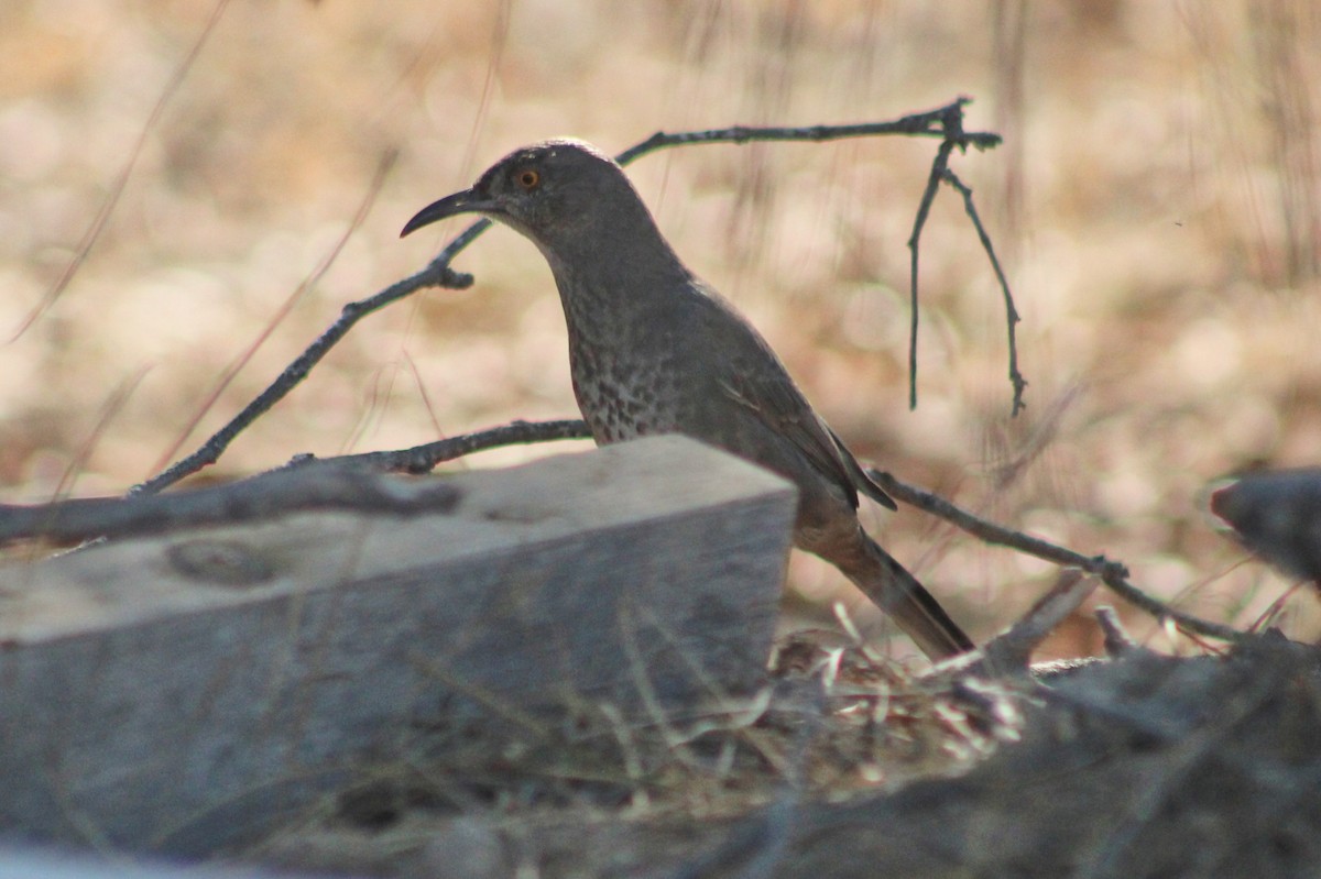 Curve-billed Thrasher - Alexandra Edwards