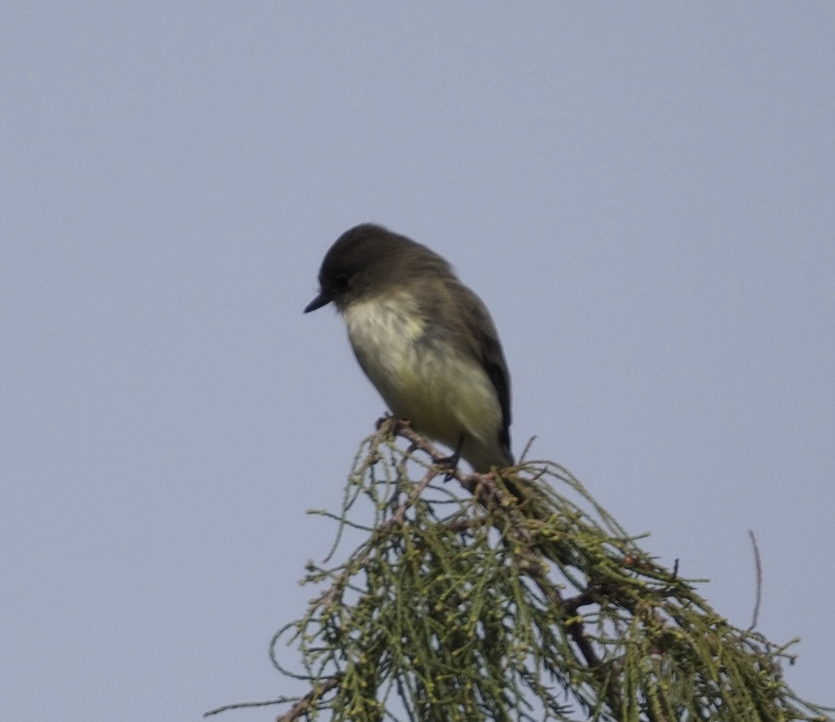 Eastern Phoebe - ML611924077