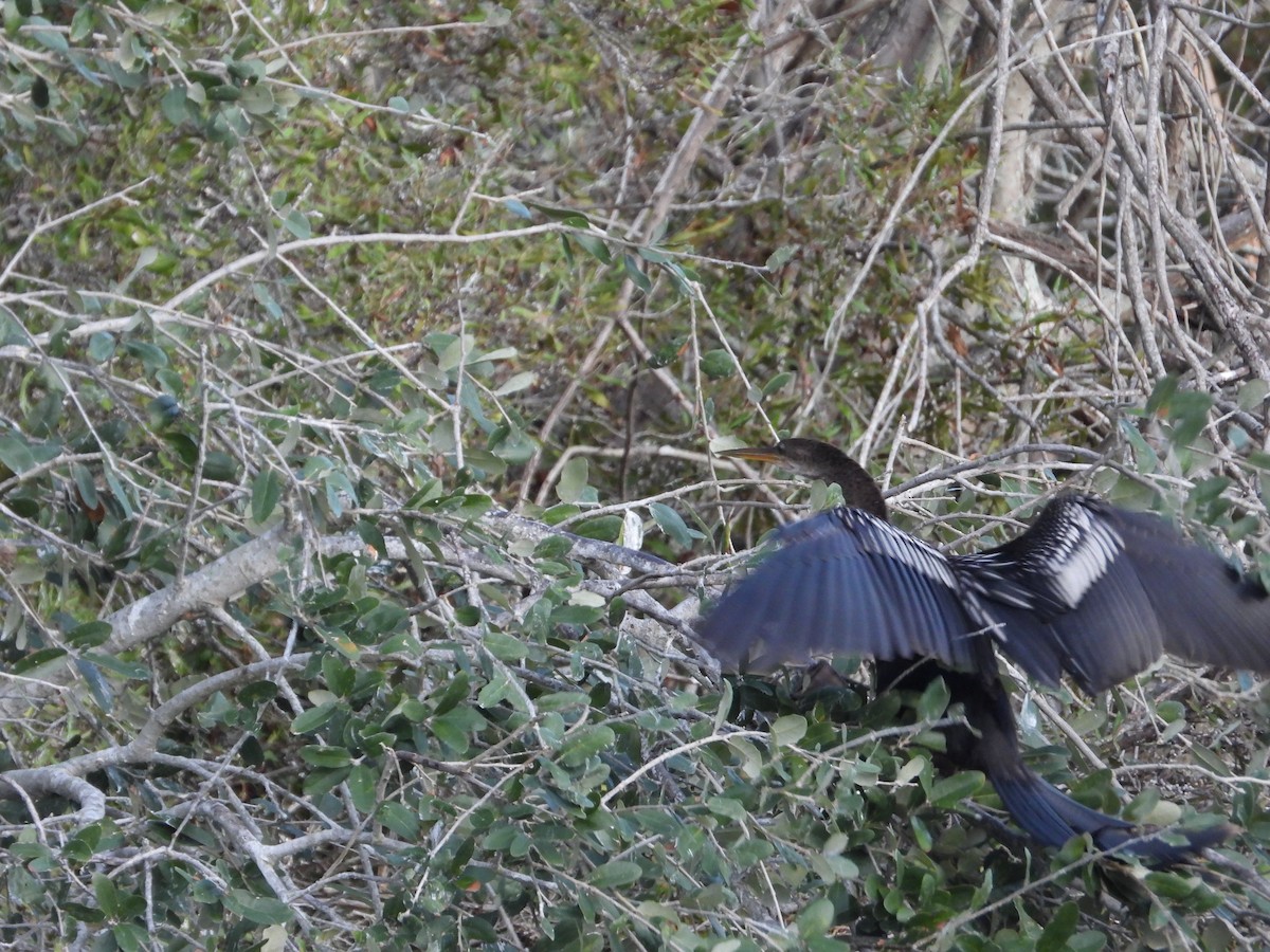 Anhinga d'Amérique - ML611924087