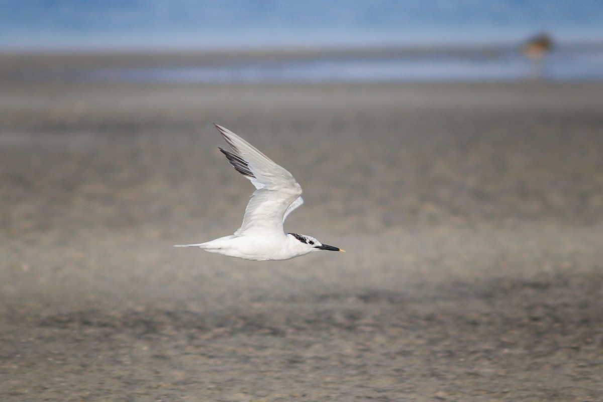 Sandwich Tern - ML611924147