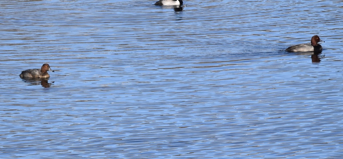 Ring-necked Duck - ML611924261