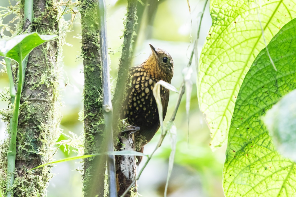 Spotted Barbtail - Bob Friedrichs