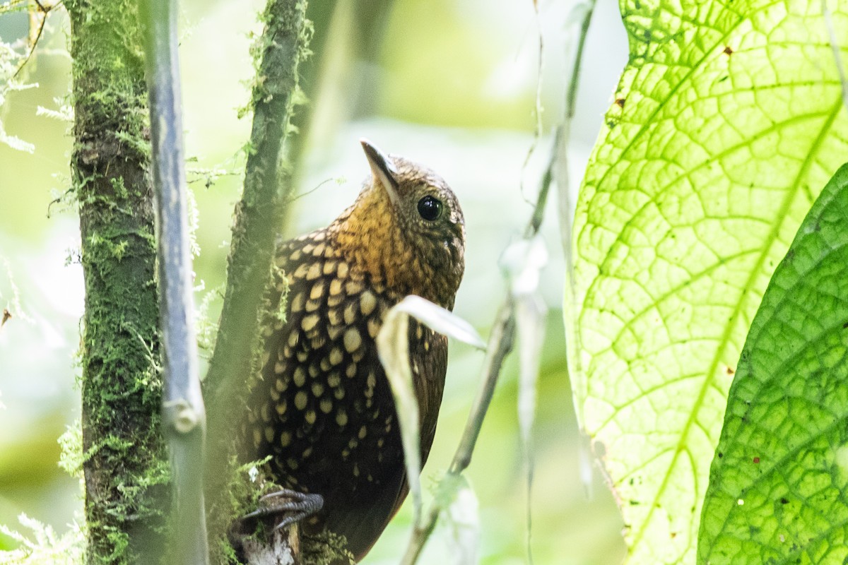 Spotted Barbtail - Bob Friedrichs