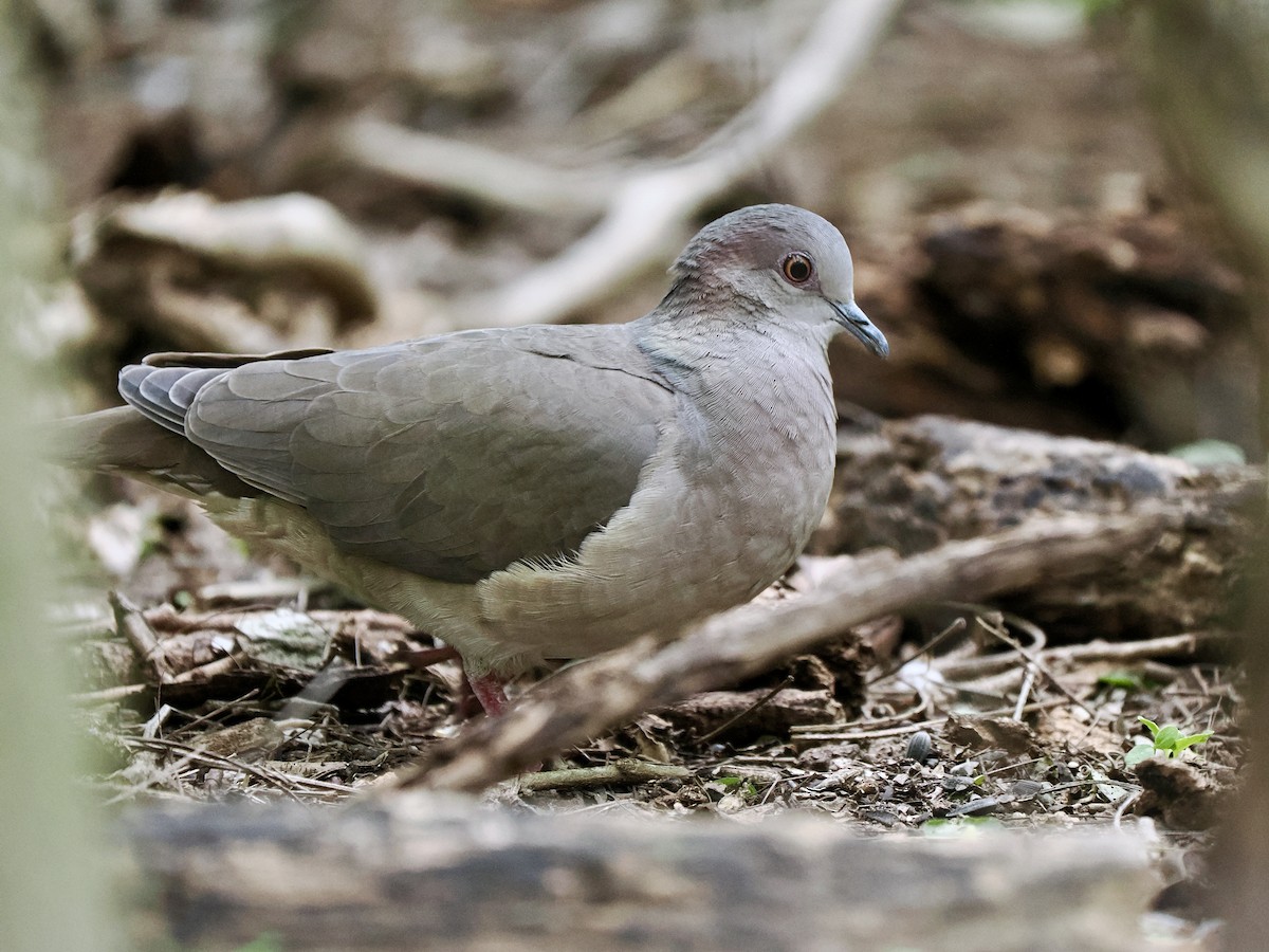White-tipped Dove - Gabriel Willow