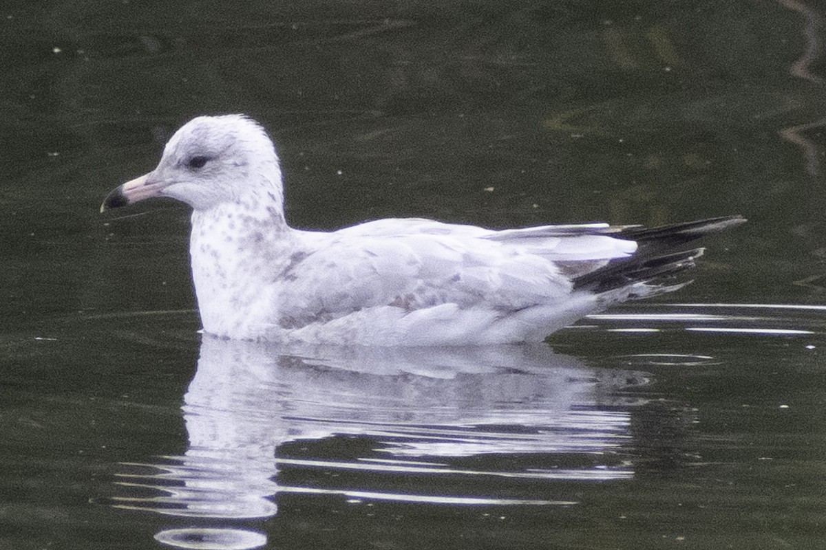 Ring-billed Gull - ML611924560