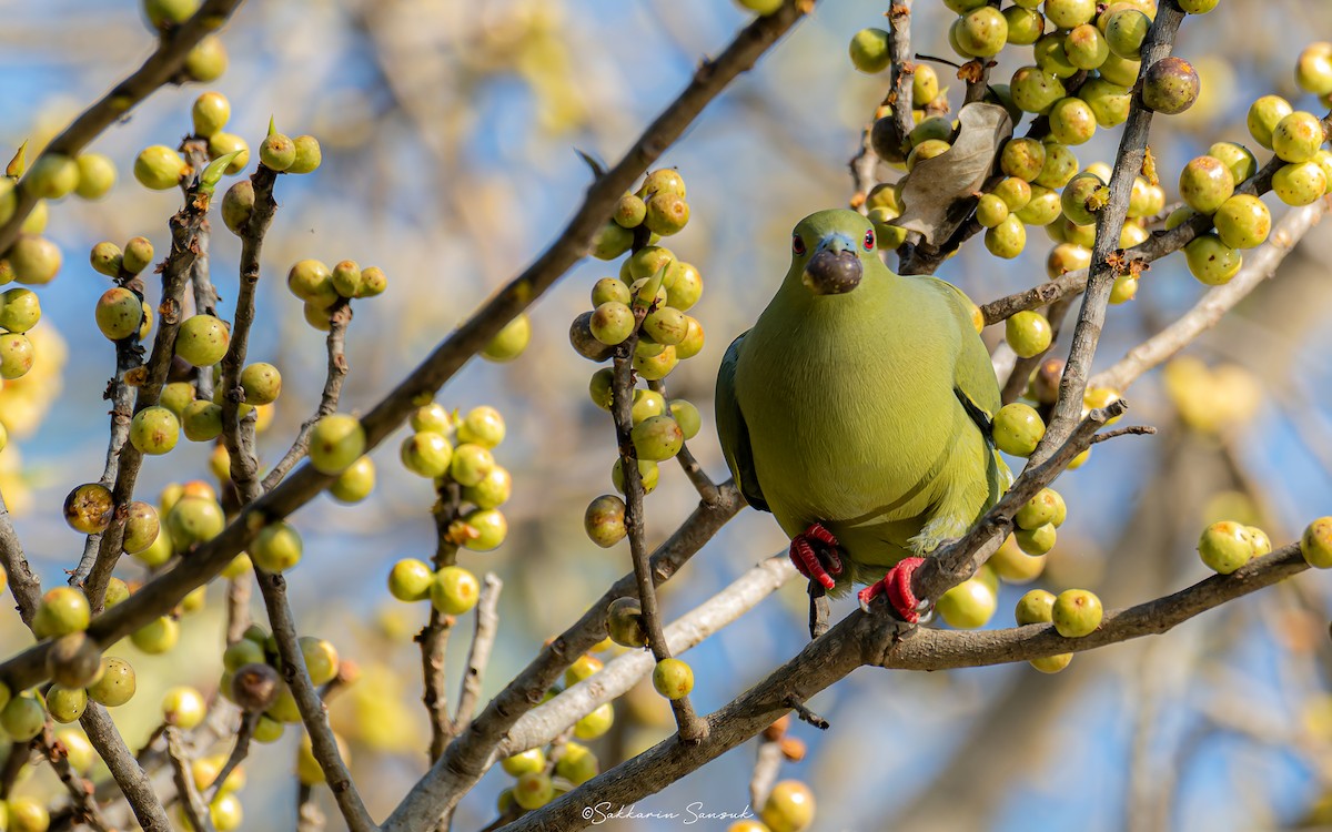 Pin-tailed Green-Pigeon - ML611924839